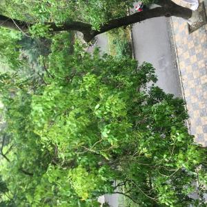 Đặng Thị Trà