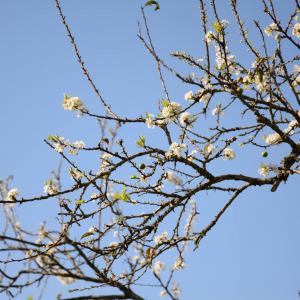 Lưu Bảo Ngọc