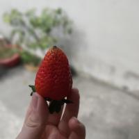 Vũ Hồng